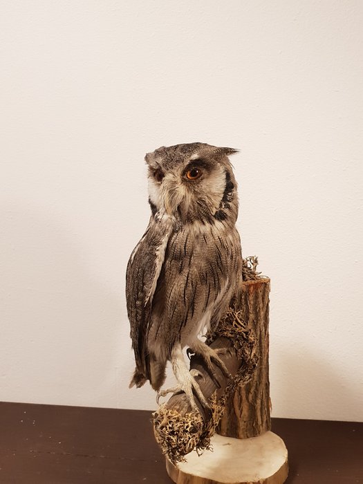 Taxidermie-Noord-wit-faced uil Full-body-montage - Ptilopsis leucotis - 29 x 17cm