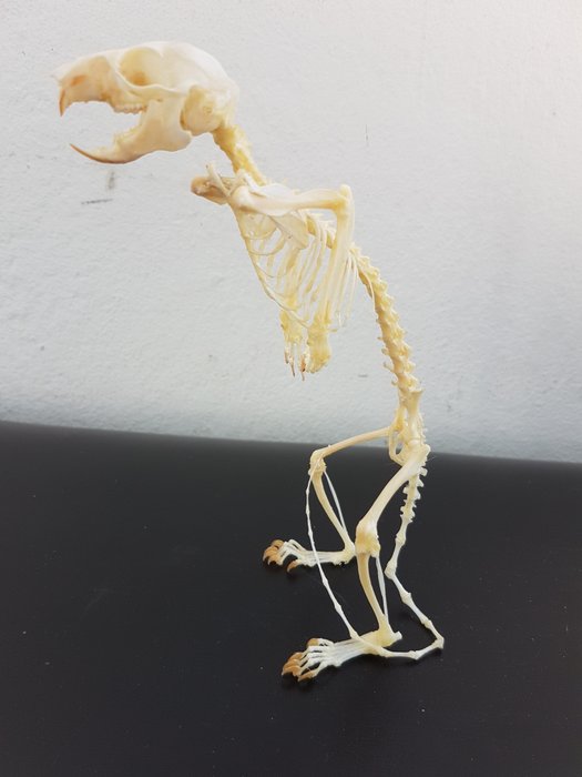 Véritable squelette d'un Callosciurus notatus Écureuil plantain taxidermie 