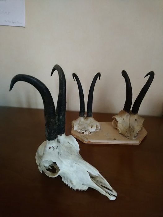 Væsketrofæer - Skull og par horn på delhovedskaller - Rupicapra rupicapra - 20 and 25cm - 3