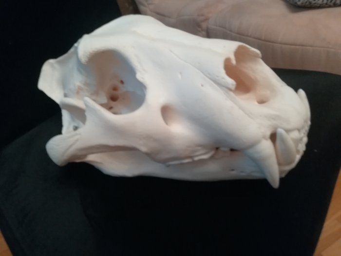 Lion skull - Panthera Leo - 15.5 cm / 26 cm / 39 cm - Appendix B - 1