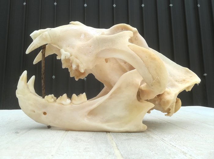 孟加拉虎 頭骨 - Panthera tigris - 35 x 24cm - IT/CE/2018/PE/00156