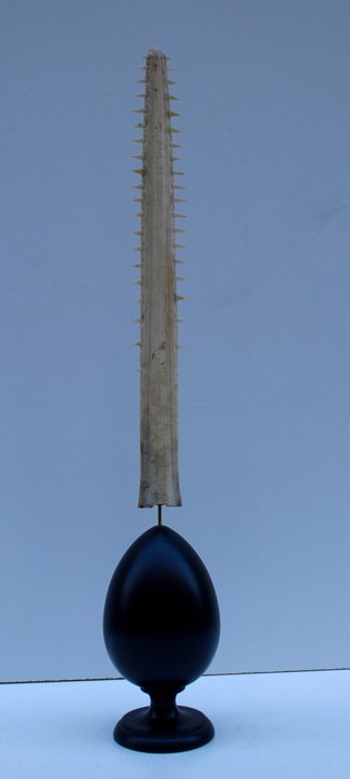 Rostrum of sawfish on wooden base - 56 cm