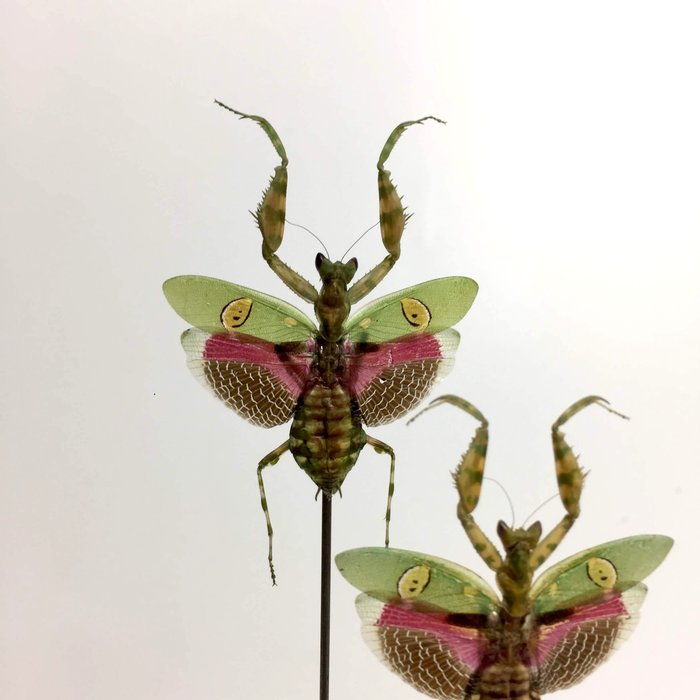 Real jeweled flower mantis Creobroter gemmatus from Indonesia in 3D frame taxidermy art decor