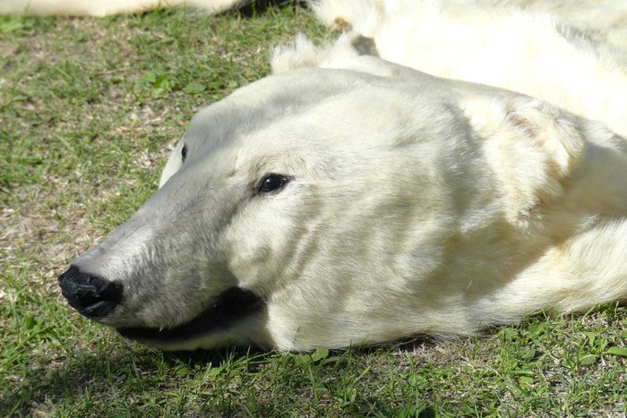 Orso Polare Pelle con Testa - Ursus Maritimus - 310×260×270 cm - CA05QCML0367 - 1