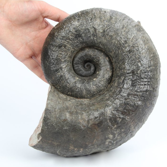 Large, heavy Jurassic Ammonite - Fossil - Lytoceras cornucopiae - 250×190×110 mm