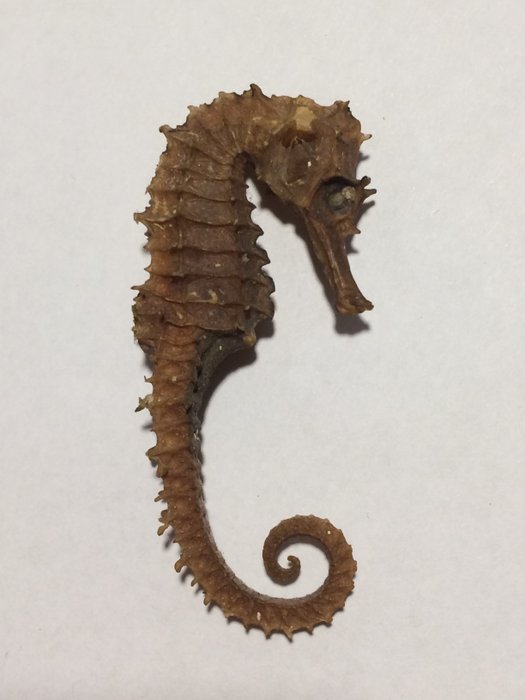 Seahorse Dry-preserved - Hippocampus sp. - ××5.4 cm