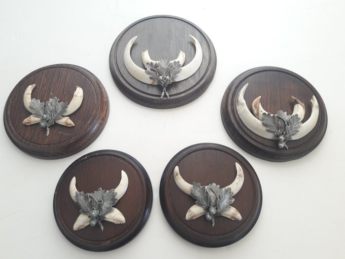 5 sehr dekorative Eichenholzplatten - Com dentes do varrão selvagem e camurça - Madeira de carvalho / alpaca banhado a prata