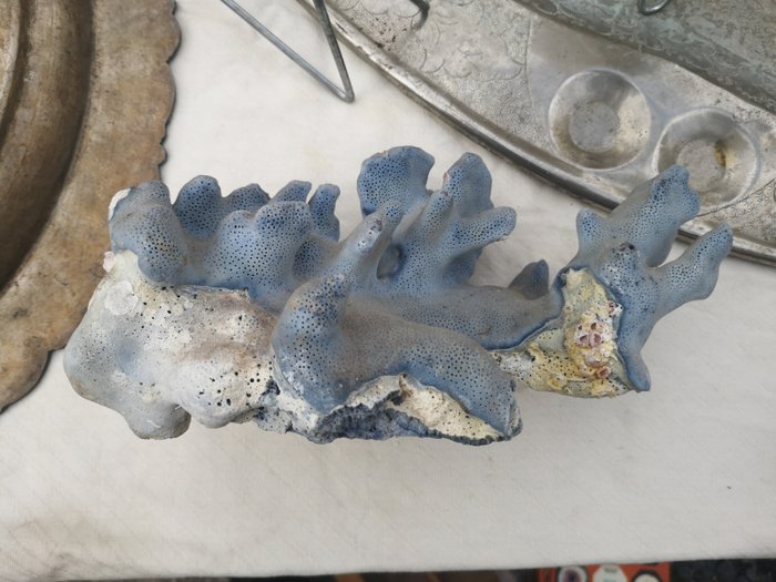 Sininen Coral haara - Heliopora coerulea - 15×10×25 cm