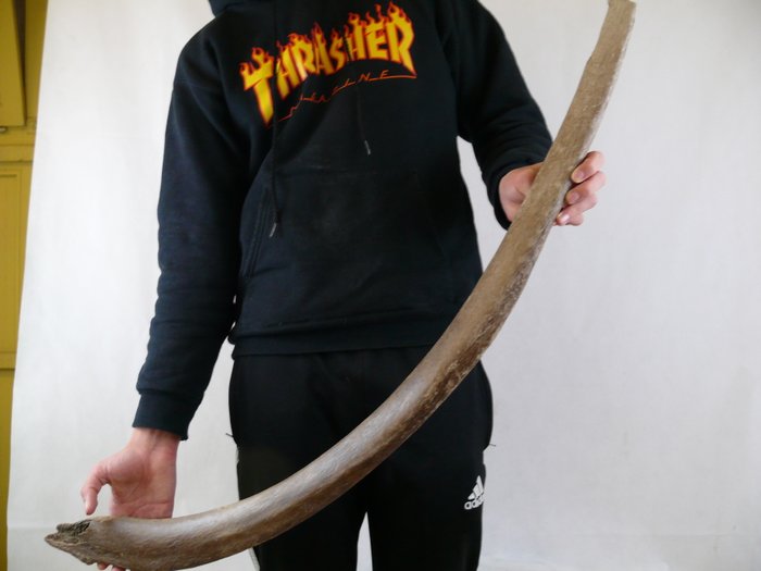 mammut - stort, nästan färdigt ribbenben - Mammuthus primigenius - 109 cm