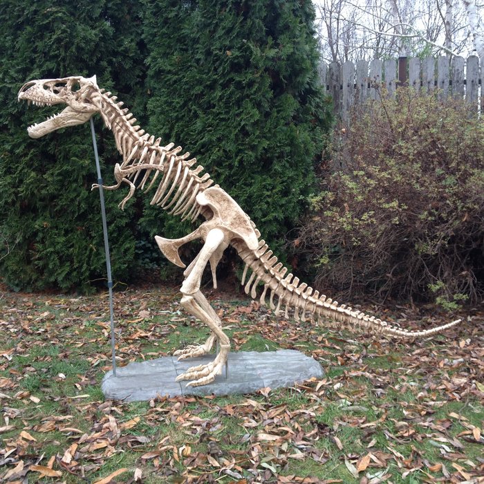 非常大的T-Rex恐龙骨架，120厘米高 - 塑料