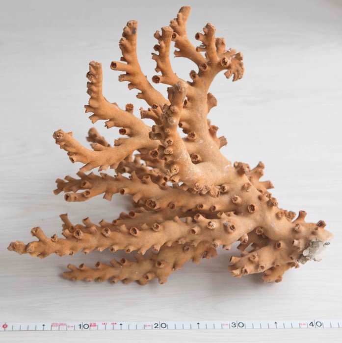 Piatră de stâncă Coral Păstrat în stare uscată - Dendrophyllia ramea - 40×37×0 cm