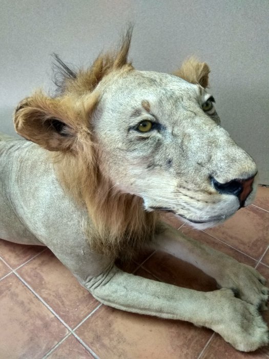 Fint konservering afrikansk løve Fuldmontage - Panthera leo  - 80×60×230 cm