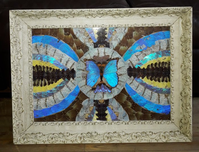 Vintage Real Butterfly Wing Picture Framed - Wood - Catawiki
