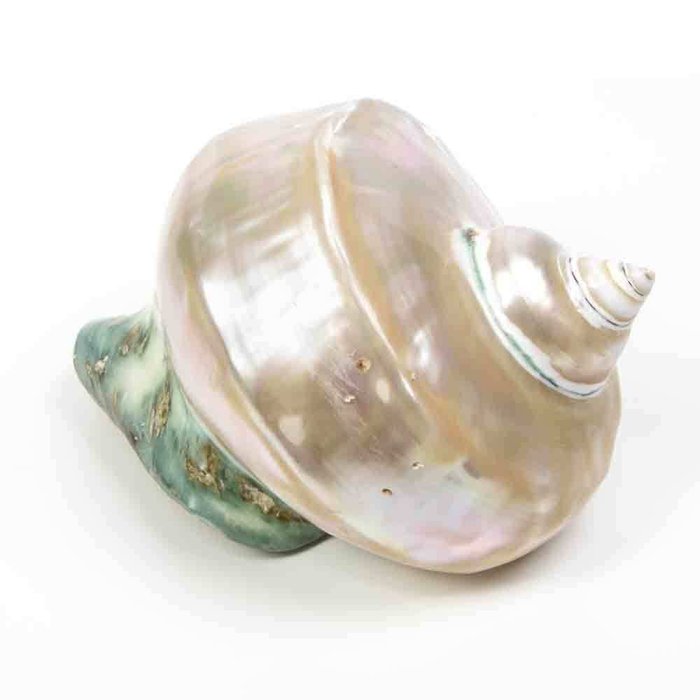 Marbled Turban - Nacre - Muszla ślimaka morskiego - Turbo marmoratus - 12×16×17 cm