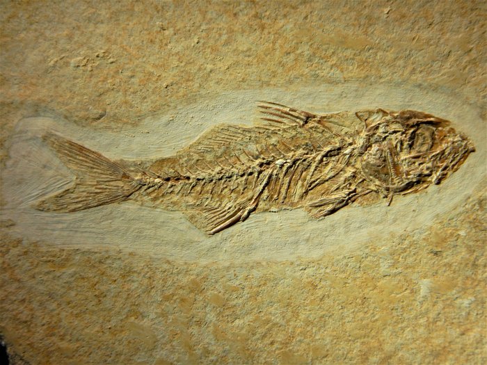 渐新世Perciform化石鱼- 在原始矩阵上- Dapalis macrurus - 75mm - - Catawiki