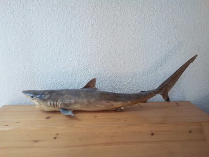鯊魚 全身安裝 - indeterminate - 15×20×60 cm