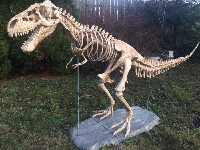 非常大的T-Rex恐龍骨架，120厘米高 - 塑料