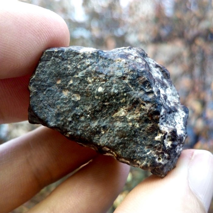 NWA 869. Célèbre météorite chondrite - 35.6 g