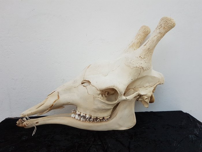 大型网状长颈鹿 头骨 - Giraffa camelopardalis reticulata - 0×30×73 cm