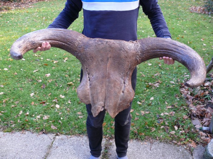 大而重的aurochs - 接近完整的上顱骨與角質 - Bos primigenius - 88cm - 16kg