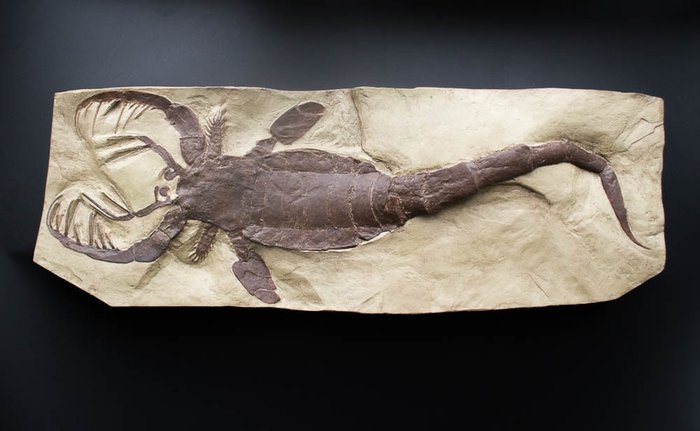 High quality model  - full size Fossil sea scorpion - Mixopterus kiaeri - 79 cm