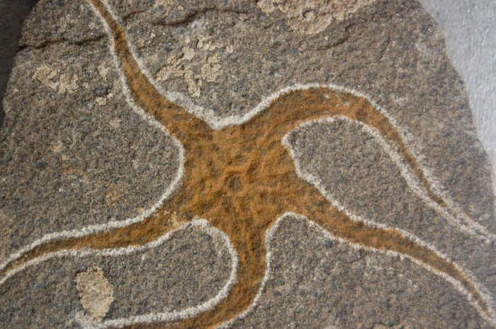 Geocoma Carinata 210 Million Years Old Very NICE 1 LARGE STARFISH FOSSIL 