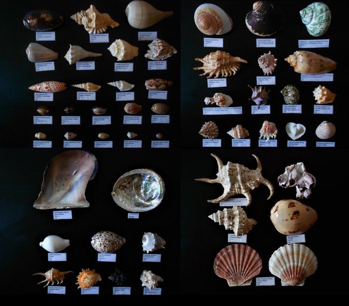 Large assortment of Sea Snail Shells - ex-collection - various species, all named - 2 to 20cm  (50)