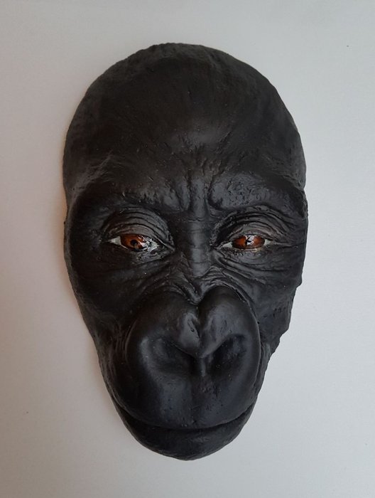Wonderful death mask of a young gorilla, Gorilla gorilla. 