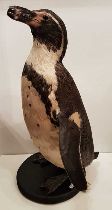 Best quality taxidermy - Humboldt Penguin - Spheniscus humboldti- 48 x 32 x 28cm - Article 10 No. 17NL244013/20