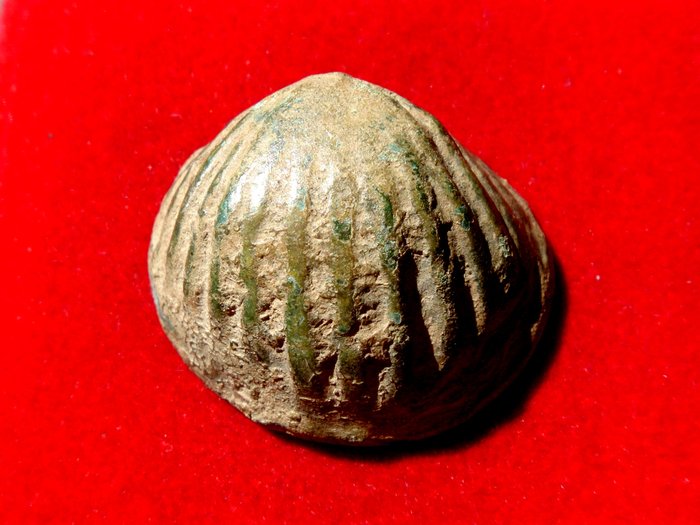 Roman Republic - Aes Formatum pre-coin cockle shell form (31,30 g. 31 mm.). Central Italy, around V-IV centuries B.C. Very rare!!