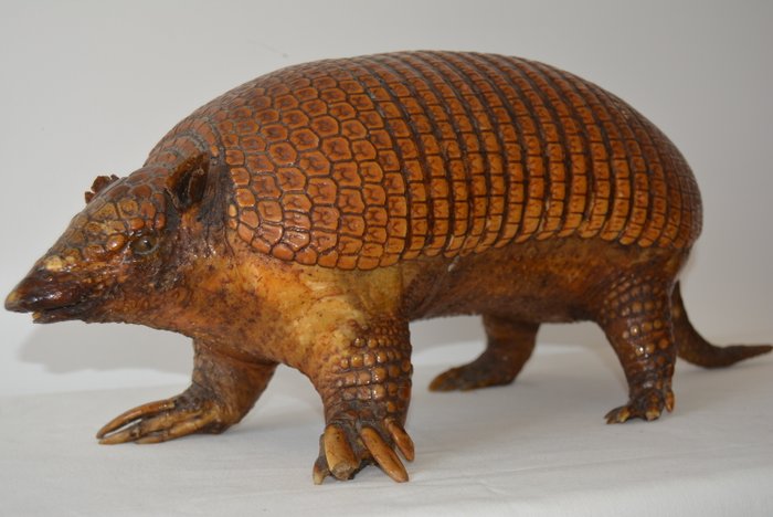 Vintage Andean Hairy Armadillo - Chaetophractus nationi - 57 cm