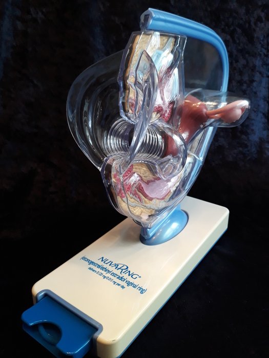 Display model "Nuva Ring" uterus/pelvic model, anatomically correct, by "Wolffmedical".