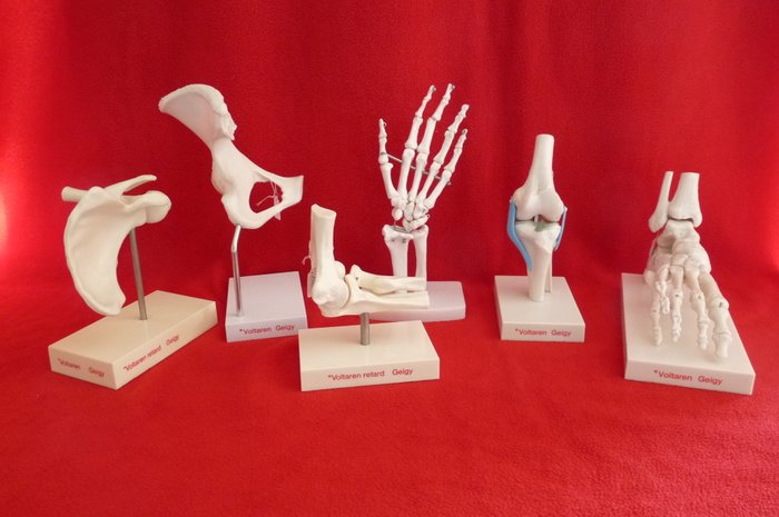 A series of anatomical physician’s models by Voltaren Geigy, 2nd half of the 20th century, in very good condition