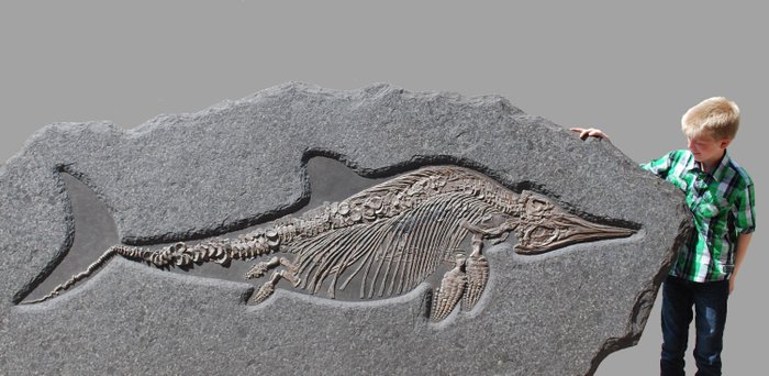 Rare Ichthyosaur Skeleton - Stenopterygius hauffianus - Marine Reptile - 2.65 meters (8.7 feet)