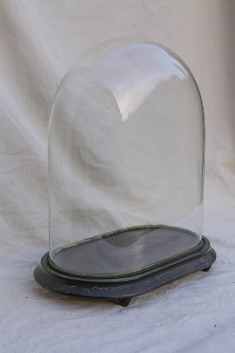 Inspireren Monetair eend Ovale glazen stolp 38 cm met zwarte houten voet - c.a. 1900 - Catawiki