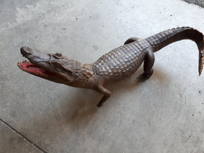 Taxidermy - vintage Nile Crocodile - Crocodylus niloticus - 90cm