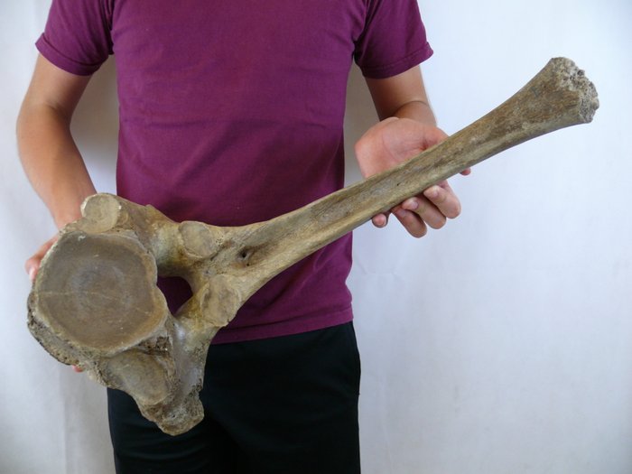 Mammoth vertebra - Mammuthus primigenius - approx. 60 cm - Catawiki