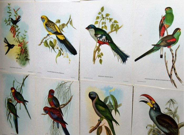 Colorful lithographs of birds according to John Gould (20) - Paper