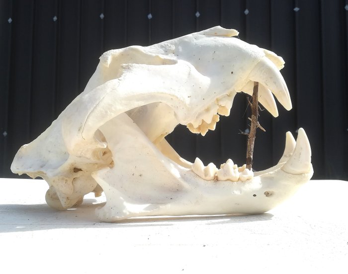 孟加拉虎 头骨 - Panthera tigris - 34 x 15 x 23cm - IT/CE/2018/PE/00151