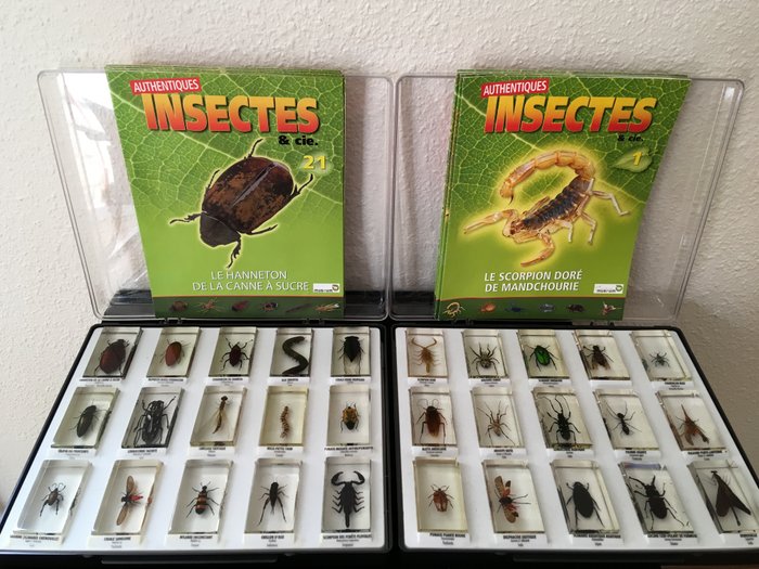 Collection of Insects in resin blocks - various named species - 7.3 x 4cm - 30