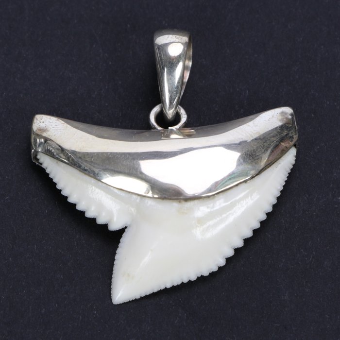 Dent de requin tigre sur pendentif en argent 925 - Galeocerdo cuvier - 2.7 x 3.4cm