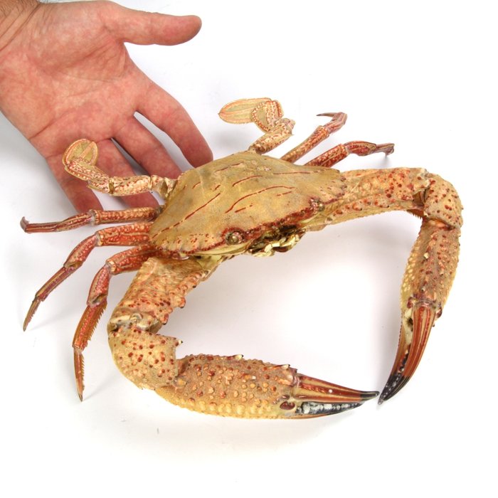 Details about   Two-spot swimming crab Charybdis bimaculata Curios Oddities Crab Taxidermy 