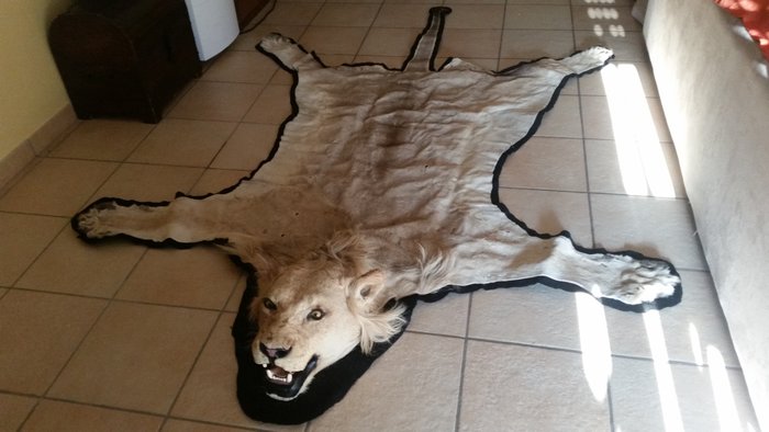 Skóra afrykańskiego lwa, z tyłu filcowana z zamontowaną głowicą - Panthera leo - 40×258×183 cm
