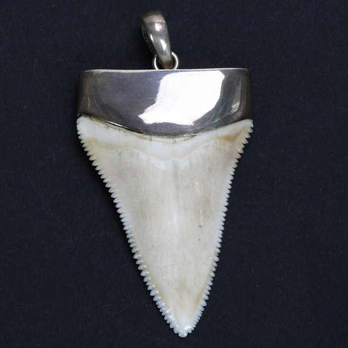 Great White Shark Tooth, on 925 Silver mount pendant - Carcharodon carcharias - 4.4cm