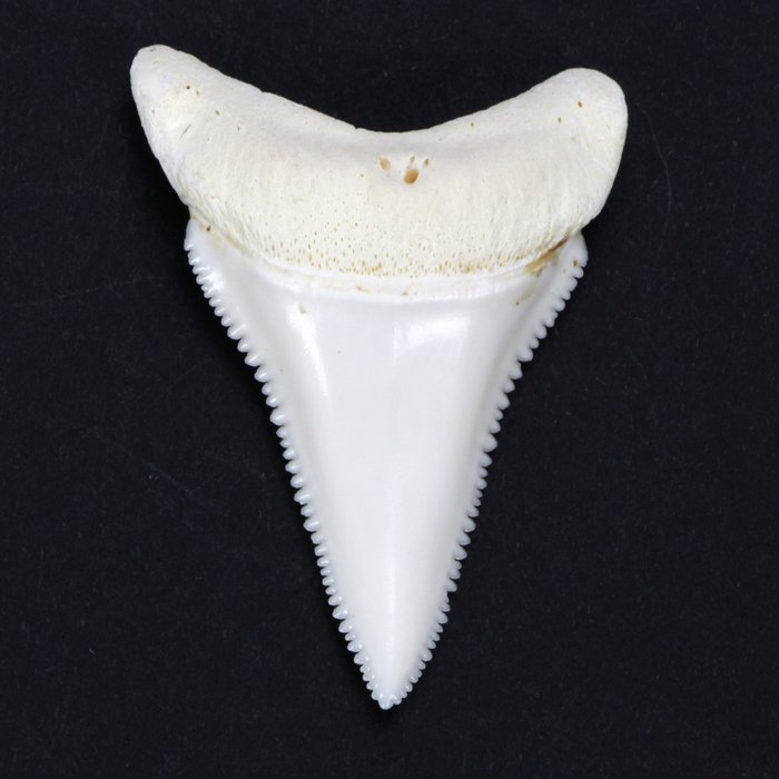 Weißer Hai Zahn