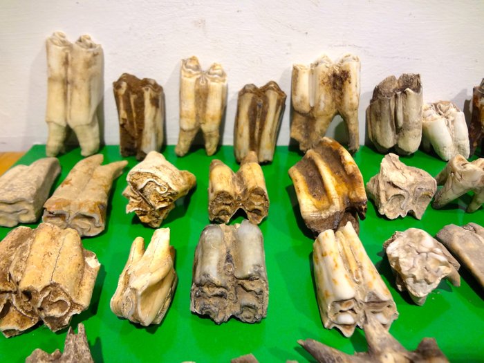 Ongebruikelijke verzameling van zoogdier tanden Varken, koe, paard en schaap - various species - 6×3×2 cm - 60