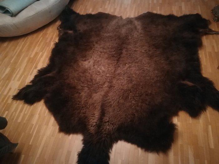 North American bison Skin - Bison bison - 15×244×251 cm