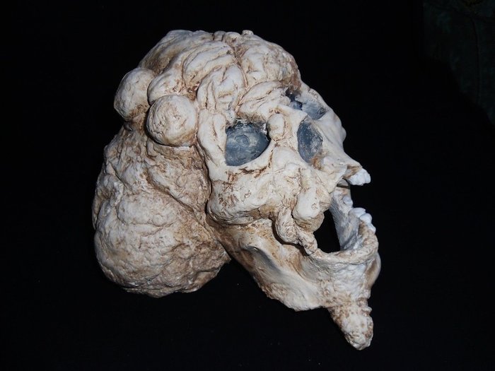 Hombre elefante - John Merrick réplica de cráneo - life-sized - 0×0×0 cm