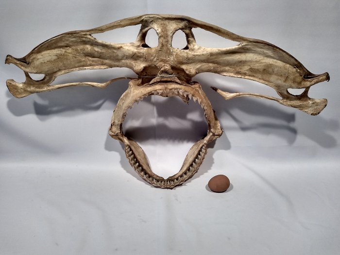 Antique Hammerhead Shark Skull - Sphyrnidae sp. - 50×90×25 cm