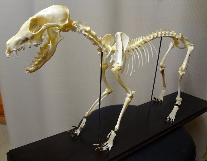 Red Fox fully articulated skeleton  - Vulpes vulpes - 34×11×60 cm